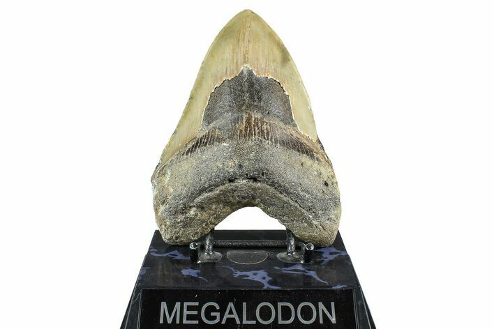 Serrated, Fossil Megalodon Tooth - North Carolina #368433